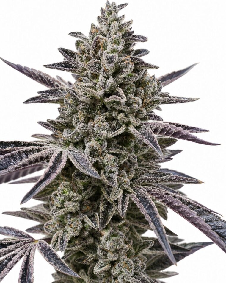 Professor Trichome - Oreos by Seed City Bulk Cannabis Seeds plant image