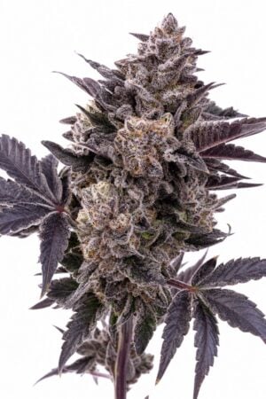 Professor Trichome – Peanut Butter Breath