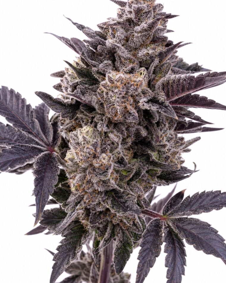 Professor Trichome - Peanut Butter Breath by Seed City Bulk Cannabis Seeds plant image