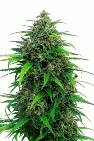Professor Trichome – Pink Runtz Auto