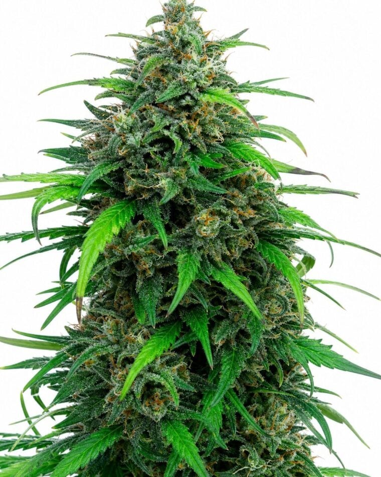 Professor Trichome - Pink Runtz Auto by Seed City Bulk Cannabis Seeds plant image