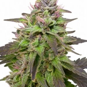 Professor Trichome - Pink Runtz by Seed City Bulk Cannabis Seeds plant image
