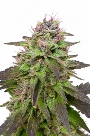 Professor Trichome – Pink Runtz
