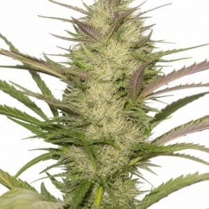 Professor Trichome - Platinum Cookies by Seed City Bulk Cannabis Seeds plant image