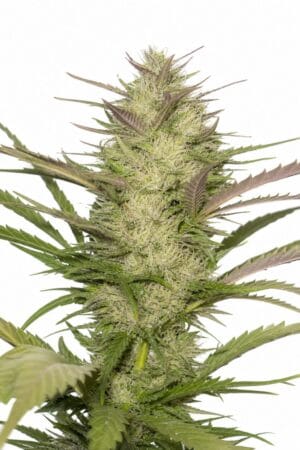 Professor Trichome – Platinum Cookies