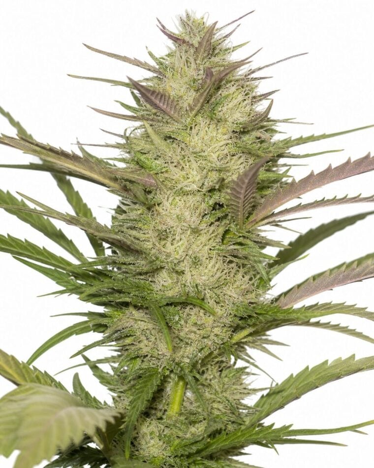 Professor Trichome - Platinum Cookies by Seed City Bulk Cannabis Seeds plant image