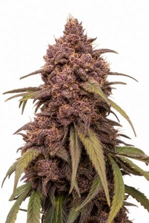 Professor Trichome – Purple Punch