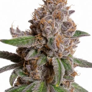 Professor Trichome - Purple Urkle by Seed City Bulk Cannabis Seeds plant image