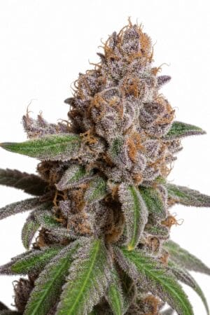 Professor Trichome – Purple Urkle