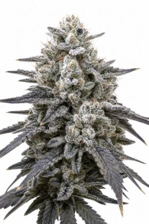 Professor Trichome – RS11 x Oreoz
