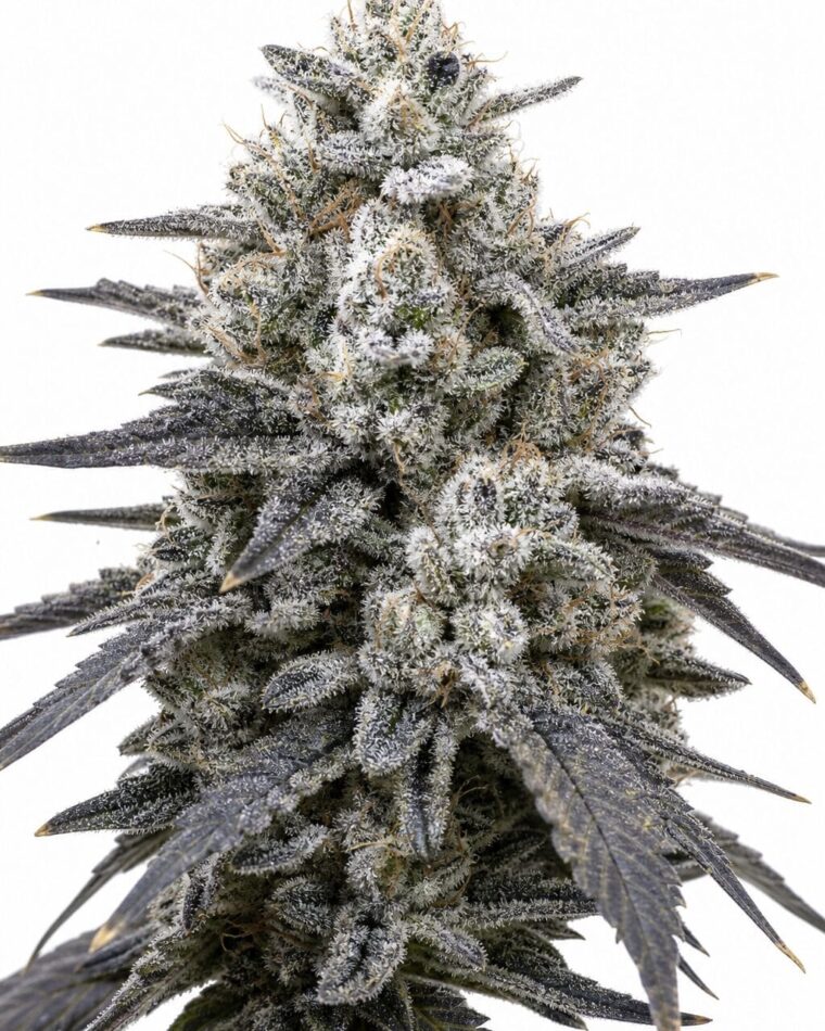 Professor Trichome - RS11 x Oreoz by Seed City Bulk Cannabis Seeds plant image