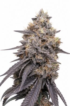Professor Trichome – RS11 x Runtz