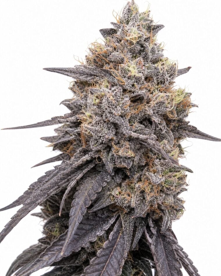 Professor Trichome - RS11 x Runtz by Seed City Bulk Cannabis Seeds plant image