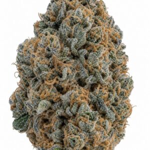 Professor Trichome - RS11 x Zoap by Seed City Bulk Cannabis Seeds plant image