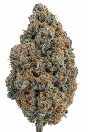 Professor Trichome – RS11 x Zoap