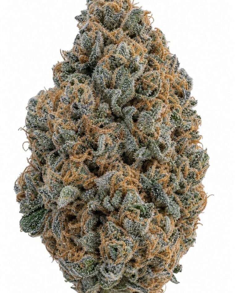 Professor Trichome - RS11 x Zoap by Seed City Bulk Cannabis Seeds plant image