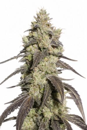 Professor Trichome – Runtz