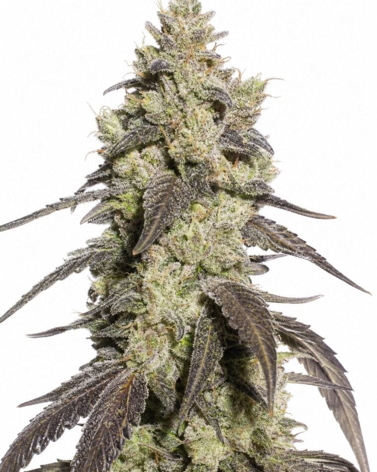 Professor Trichome - Runtz by Seed City Bulk Cannabis Seeds plant image