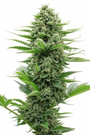 Professor Trichome – San Fernando Valley OG Kush