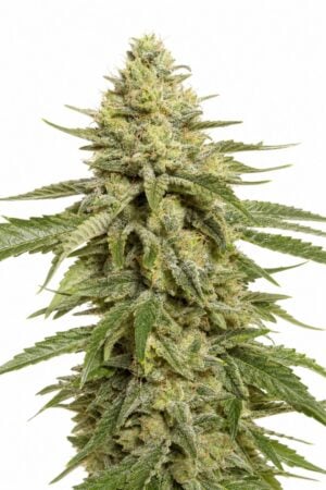 Professor Trichome – Sherbet