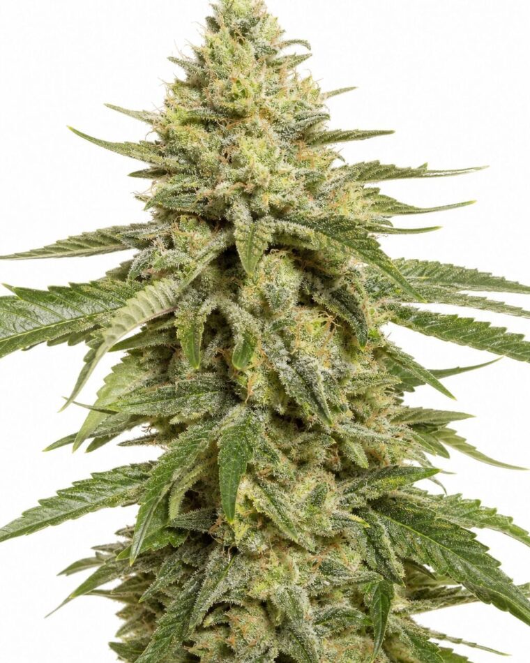Professor Trichome - Sherbet by Seed City Bulk Cannabis Seeds plant image