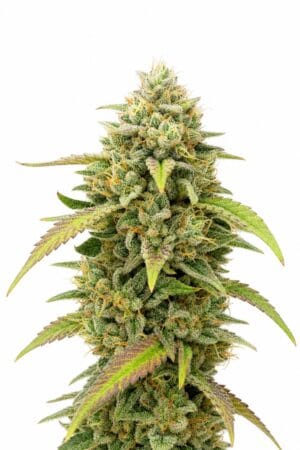 Professor Trichome – Skywalker Ghost x Triangle Kush