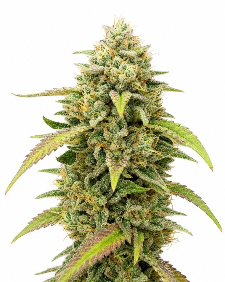 Professor Trichome - Skywalker Ghost x Triangle Kush by Seed City Bulk Cannabis Seeds plant image