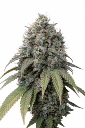 Professor Trichome – Sour Diesel