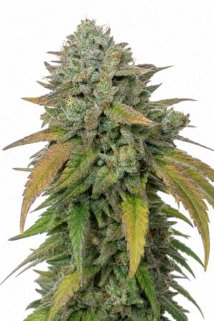 Professor Trichome – Stardawg