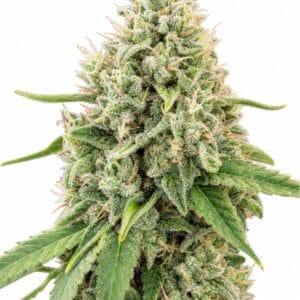 Professor Trichome - Strawberry Banana by Seed City Bulk Cannabis Seeds plant image