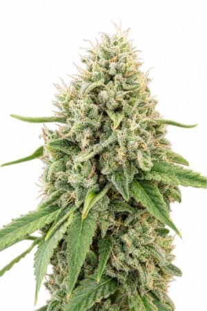 Professor Trichome – Strawberry Banana