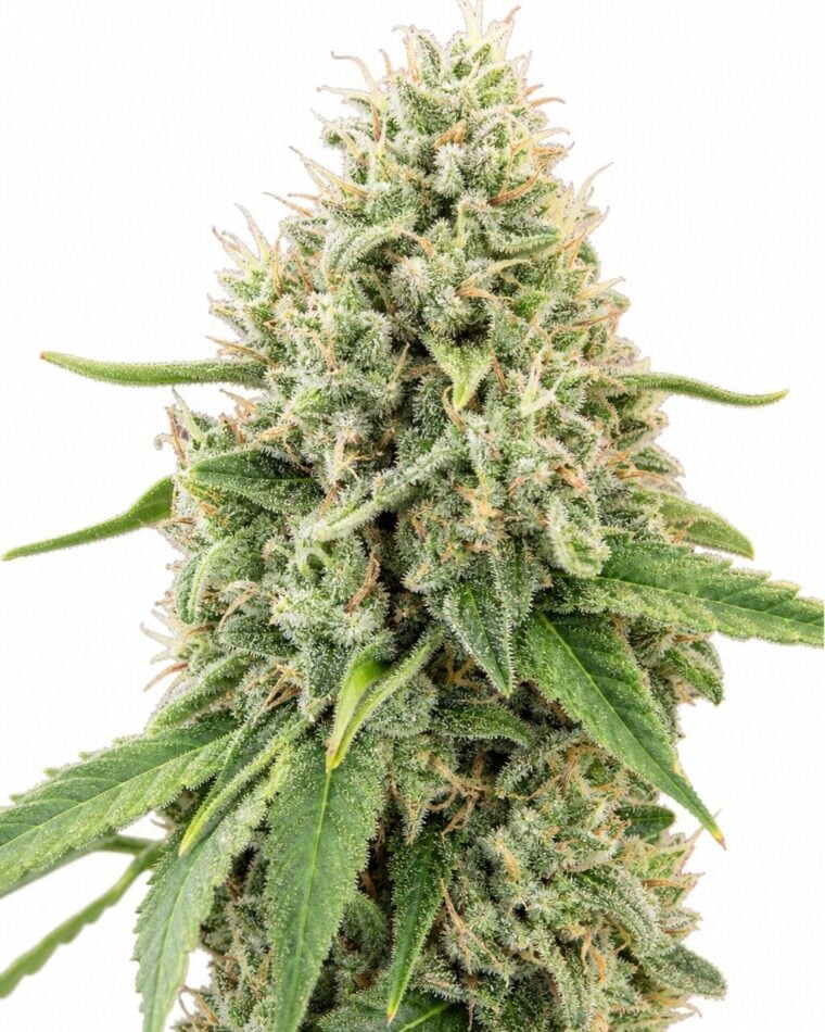 Professor Trichome - Strawberry Banana by Seed City Bulk Cannabis Seeds plant image