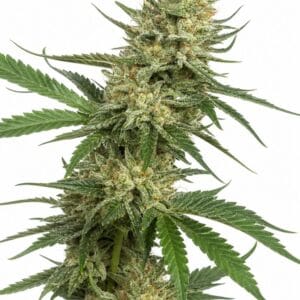 Professor Trichome - Tangee by Seed City Bulk Cannabis Seeds plant image
