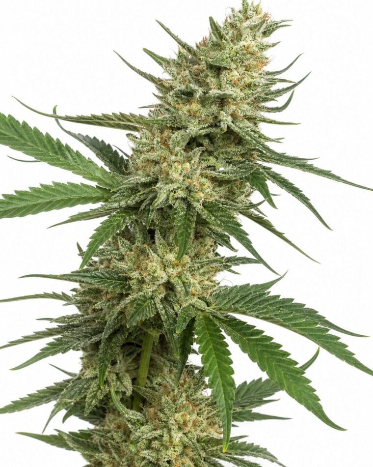 Professor Trichome - Tangee by Seed City Bulk Cannabis Seeds plant image