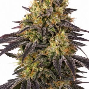 Professor Trichome - Watermelon Zkittlez by Seed City Bulk Cannabis Seeds plant image