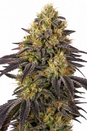 Professor Trichome – Watermelon Zkittlez