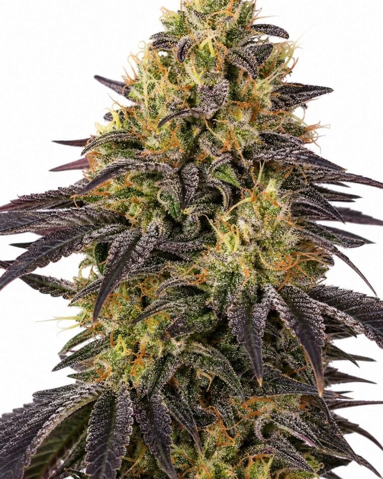 Professor Trichome - Watermelon Zkittlez by Seed City Bulk Cannabis Seeds plant image
