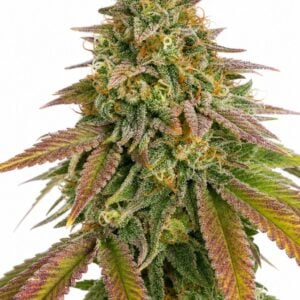 Professor Trichome - Wedding Cake by Seed City Bulk Cannabis Seeds plant image