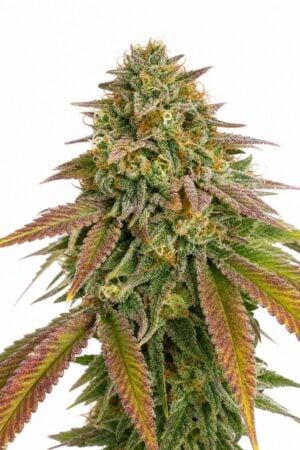 Professor Trichome – Wedding Cake