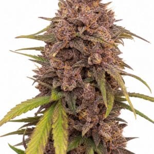 Purple Punch by Seed City Bulk Cannabis Seeds plant image