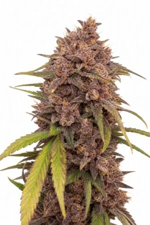 Purple Punch