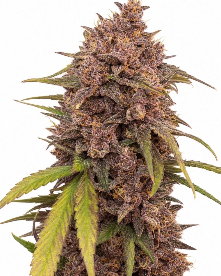 Purple Punch by Seed City Bulk Cannabis Seeds plant image