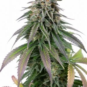 Purple Urkle x Moby Dick by Seed City Bulk Cannabis Seeds plant image