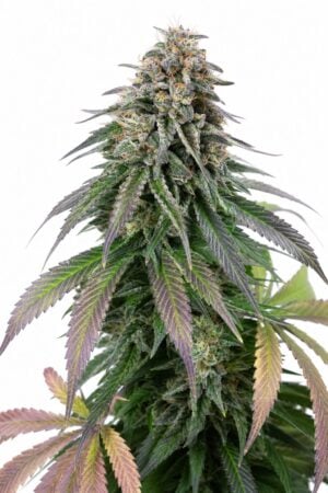Purple Urkle x Moby Dick