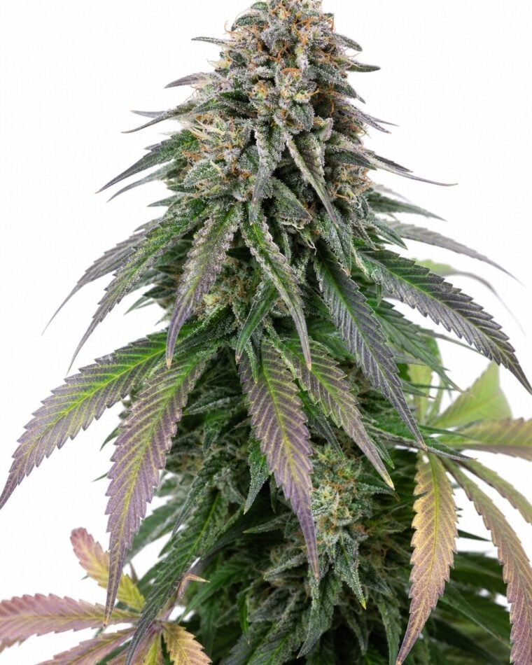 Purple Urkle x Moby Dick by Seed City Bulk Cannabis Seeds plant image