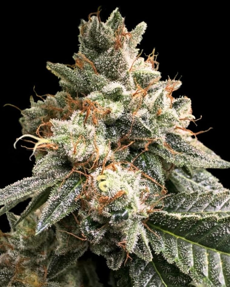 Rare Dankness Seeds Trip Sauce cannabis plant image 1