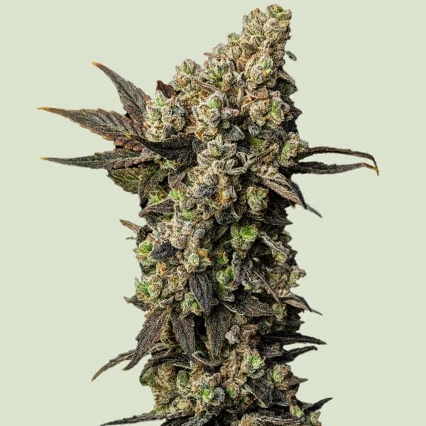 Royal Queen Seeds Astro Lemonade F1 cannabis plant image 1
