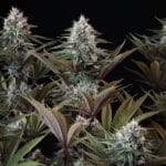 Royal Queen Seeds Astro Lemonade F1 cannabis plant image 10