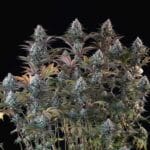 Royal Queen Seeds Astro Lemonade F1 cannabis plant image 11