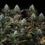 Royal Queen Seeds Astro Lemonade F1 cannabis plant image 12